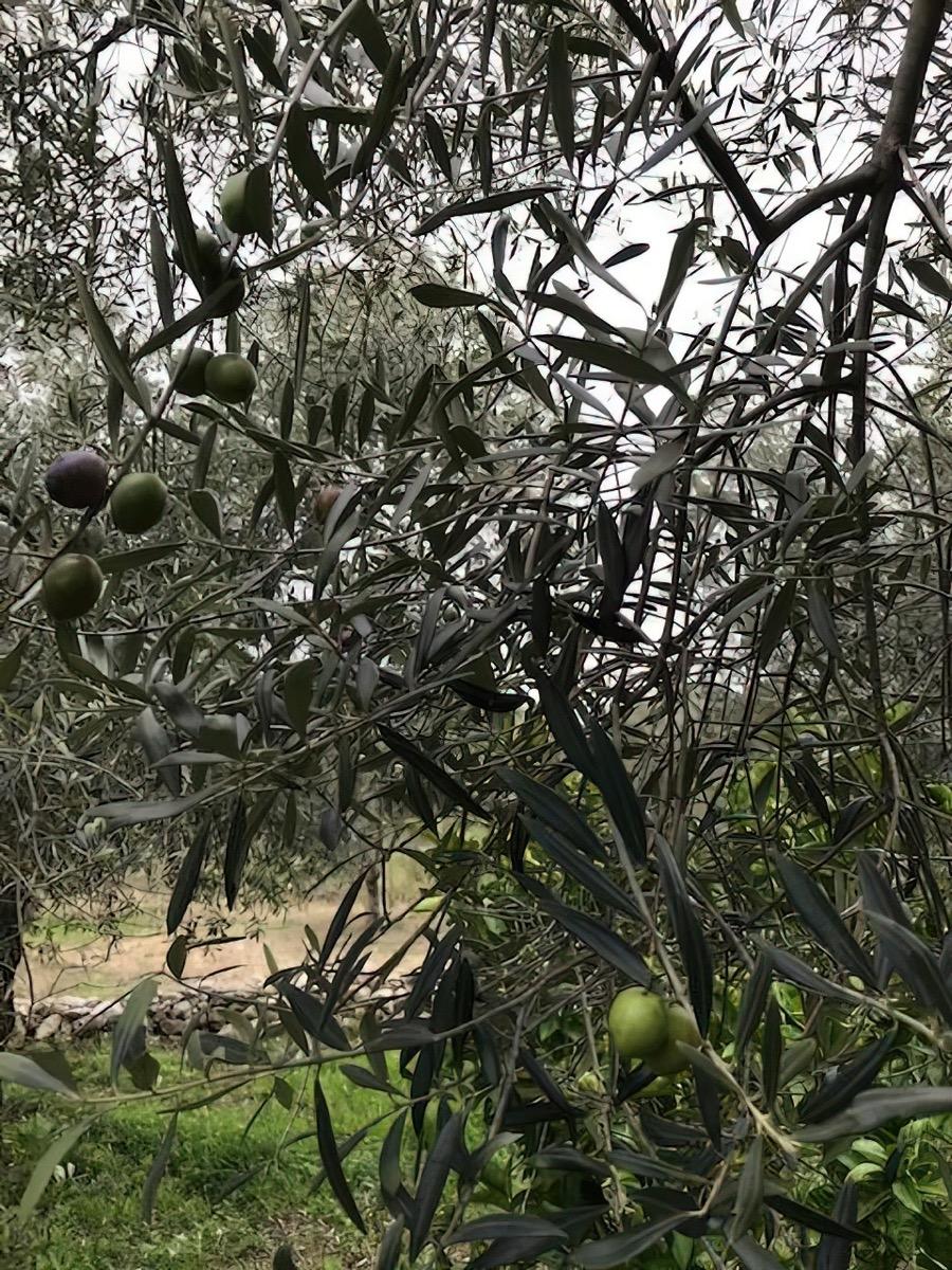 Villa Erika immersa nel verde tra ulivi e macchia mediterranea