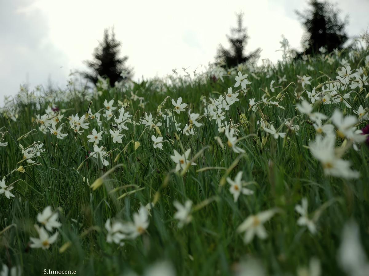 Fioritura narcisi Col DArten