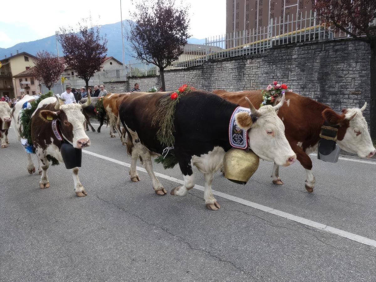 Desmontegada. Manifestazione con animale da pascolo
