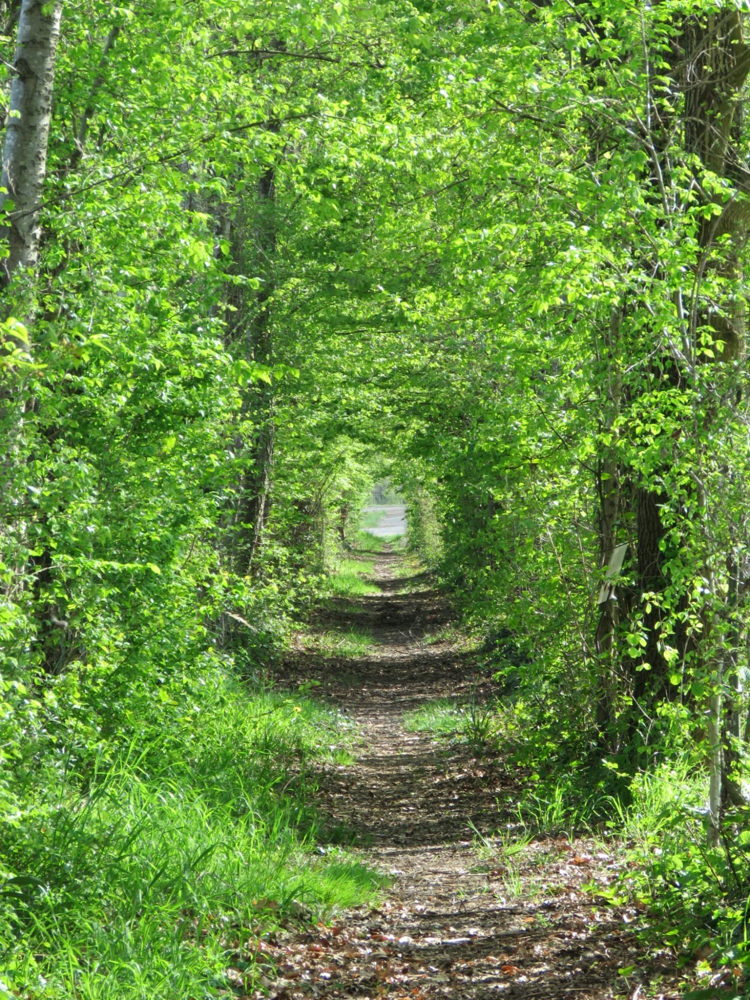 Viale Alberato