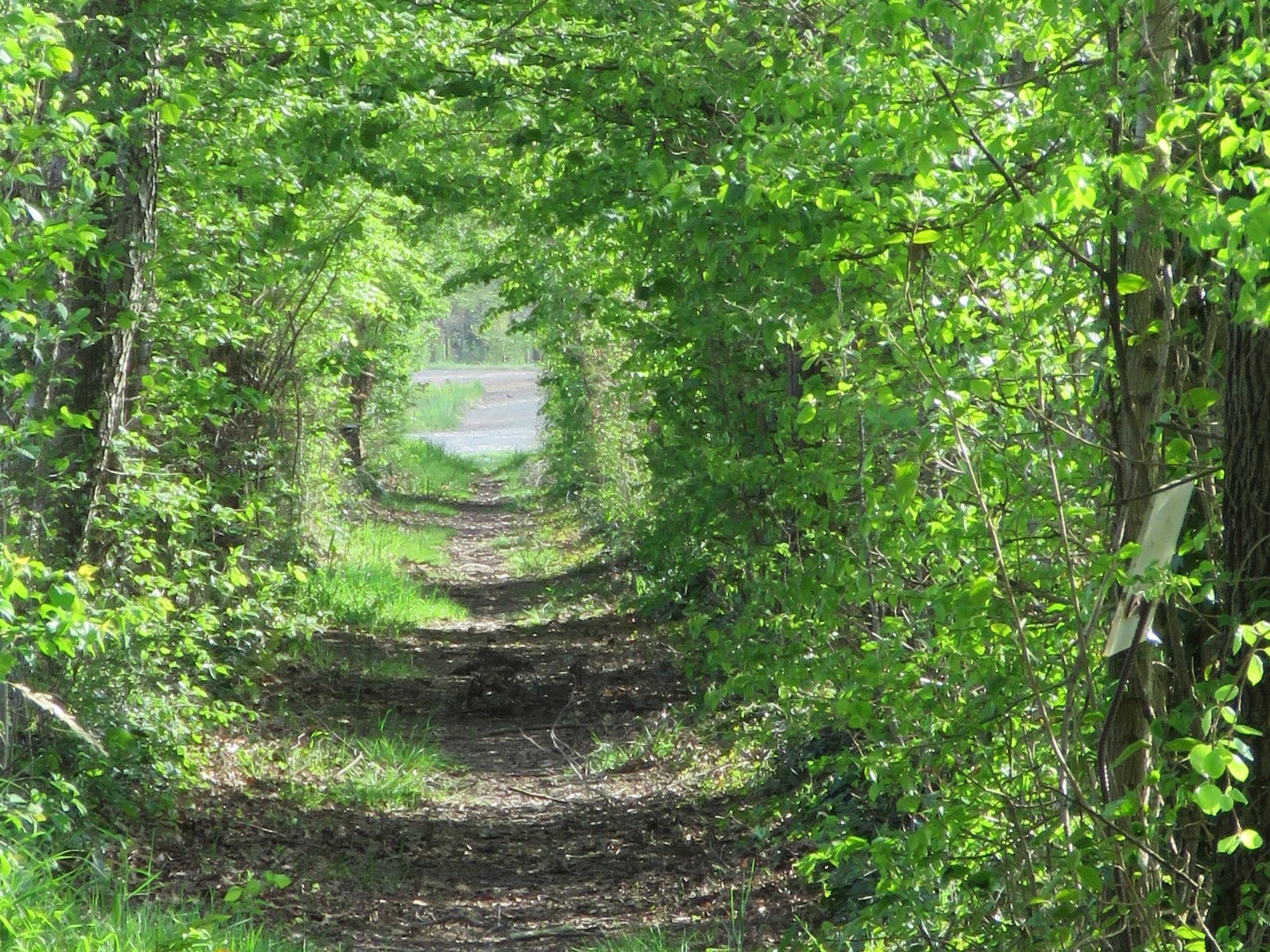 Viale Alberato