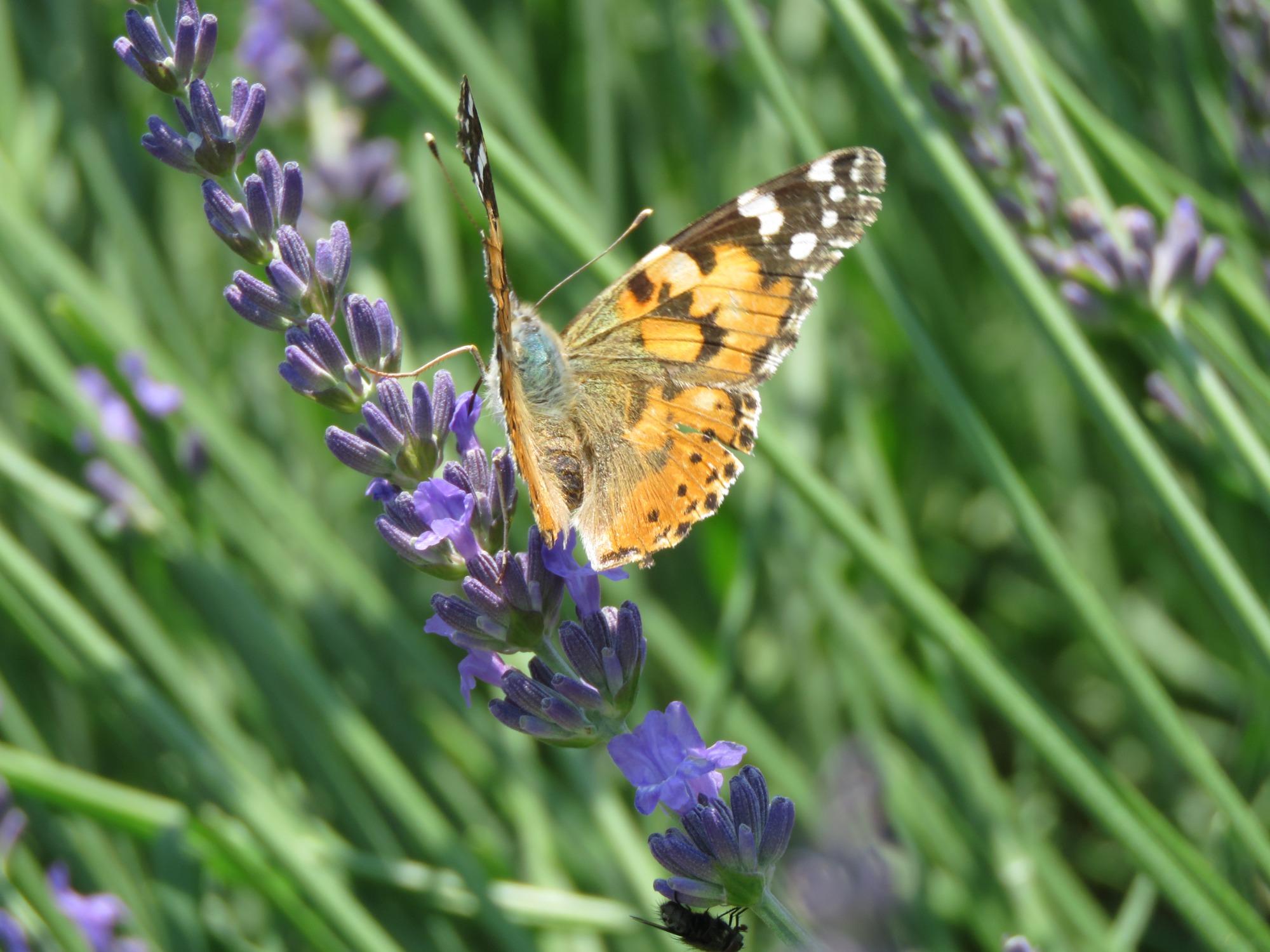 Lavanda