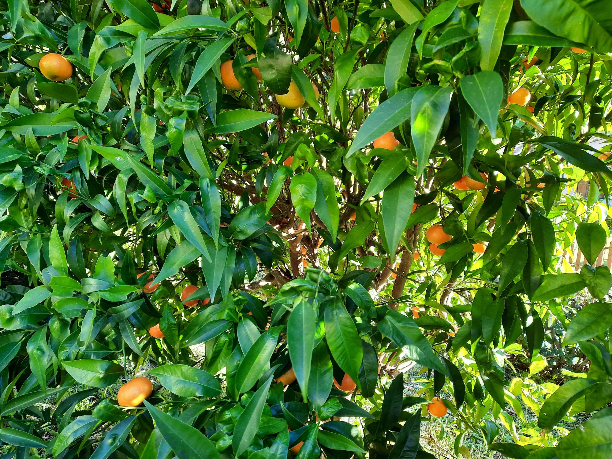 albero di clementine al bed and breakfast vignola di levanto