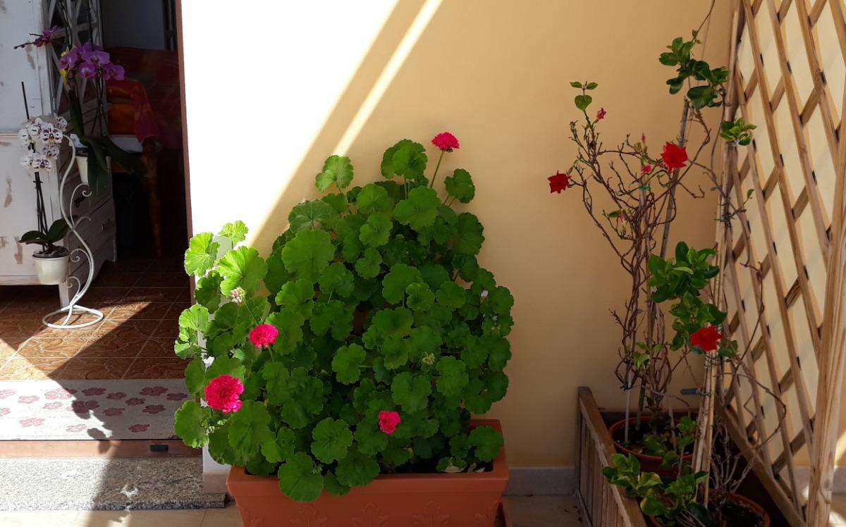 Terrazza, Angolo floreale