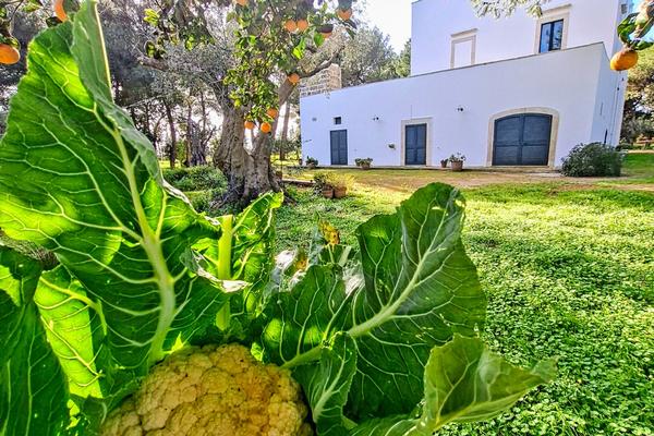 Masseria Fracchicchi