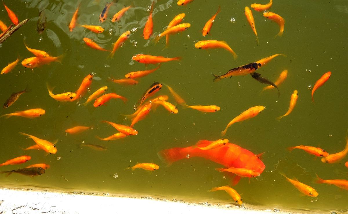 pesci nella vasca in giardino