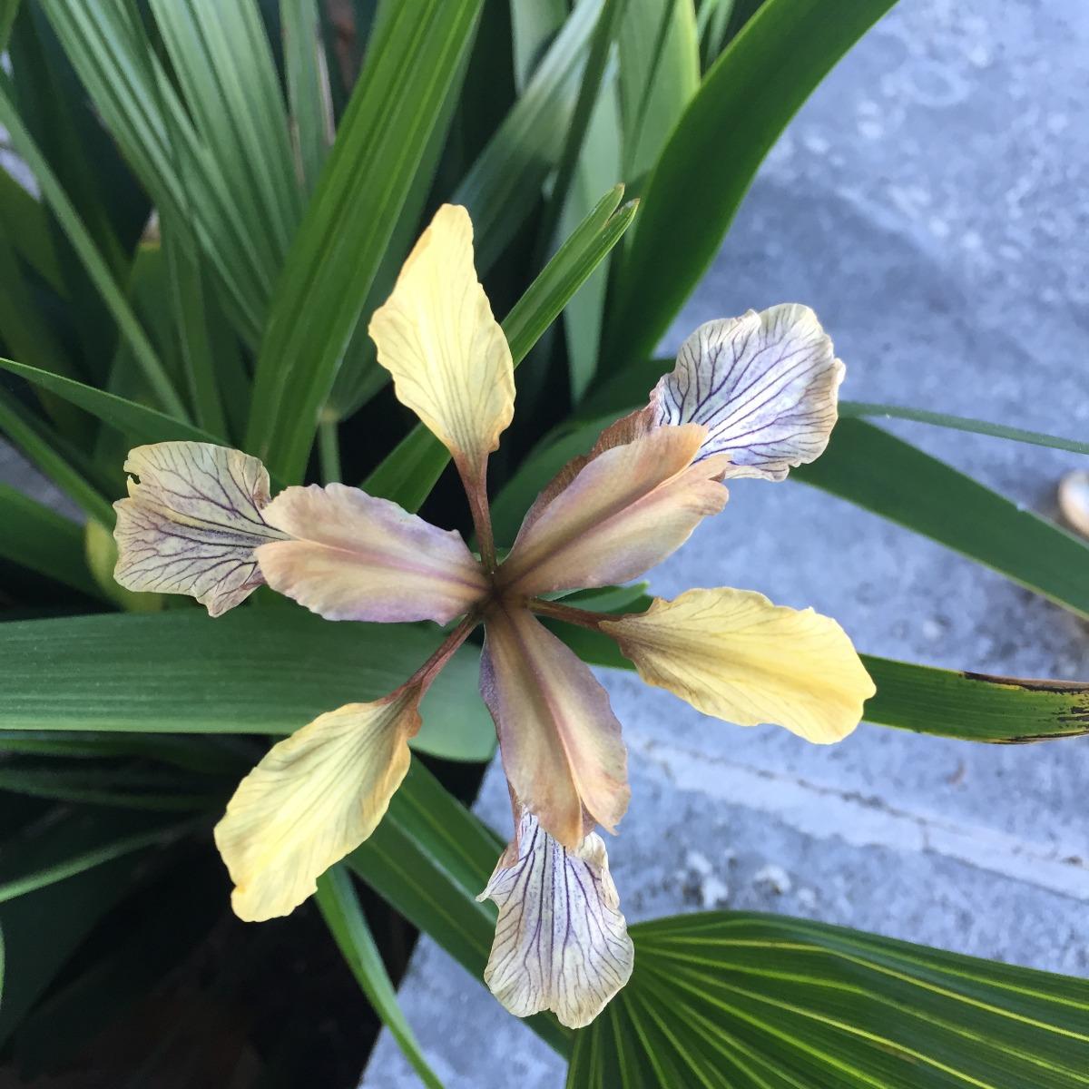 ..........un iris selvatico