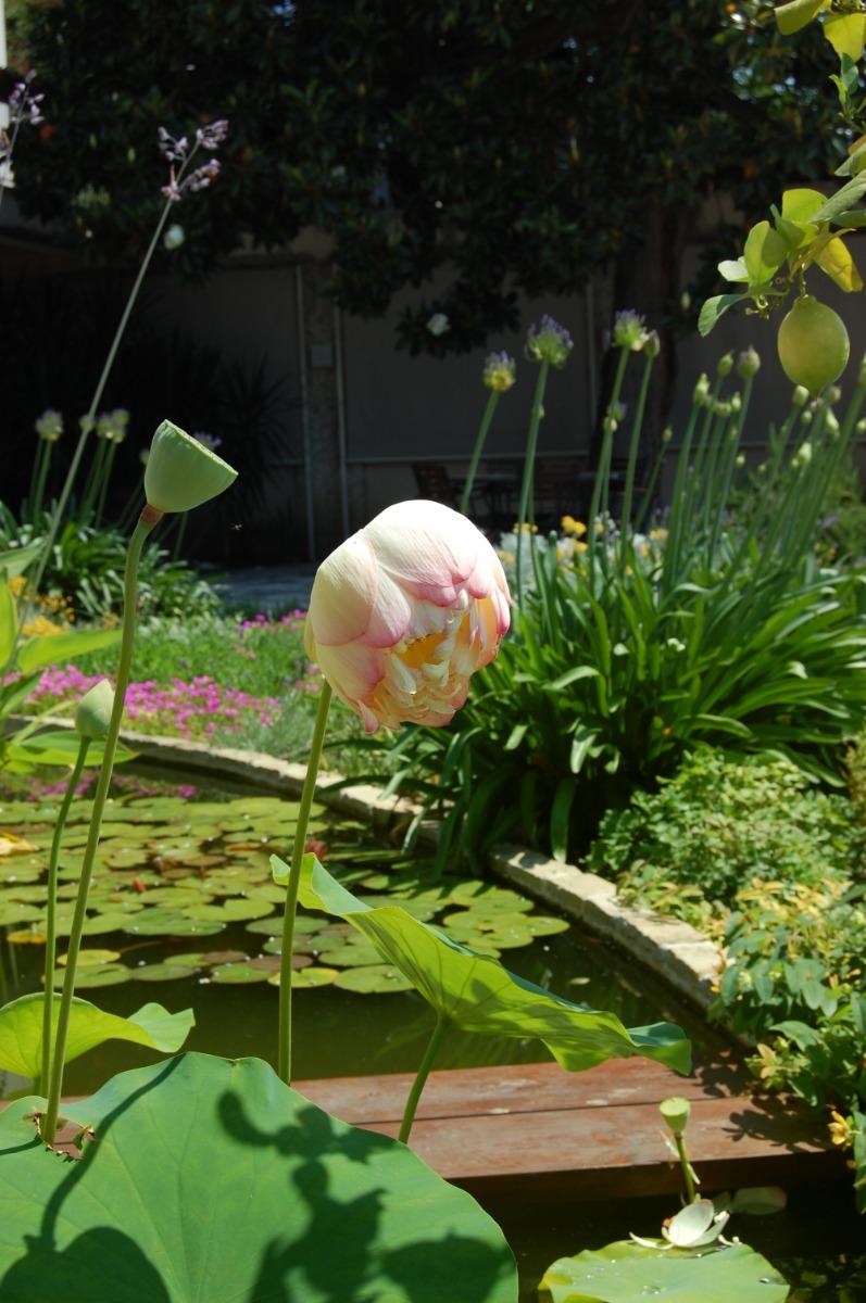 ah quando avevamo il fiore di loto