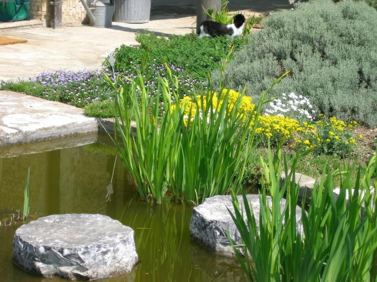 Vasca dei pesci in fioritura