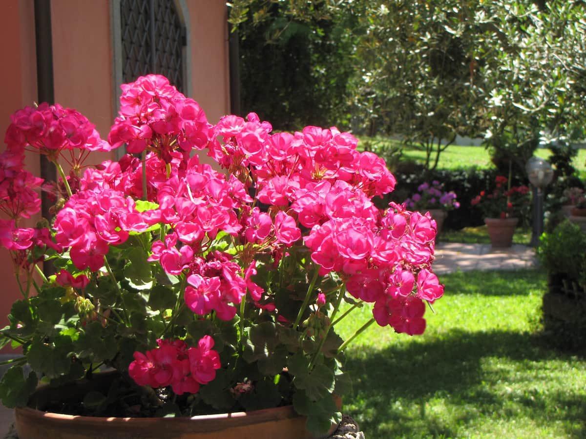 B&B Ai Glicini Castelli Romani - giardino