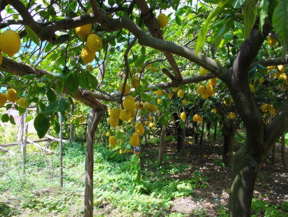 Giardino di limoni
