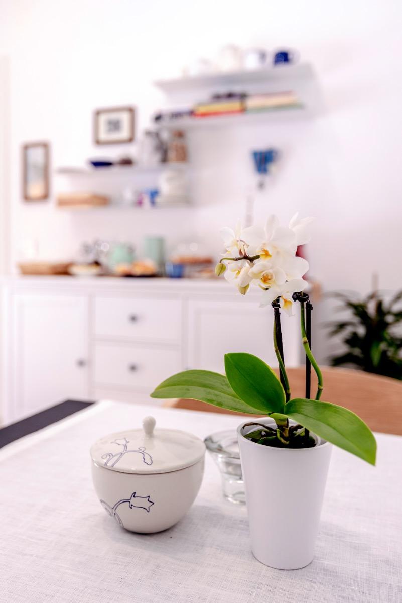 La colazione di IL CIDOLO