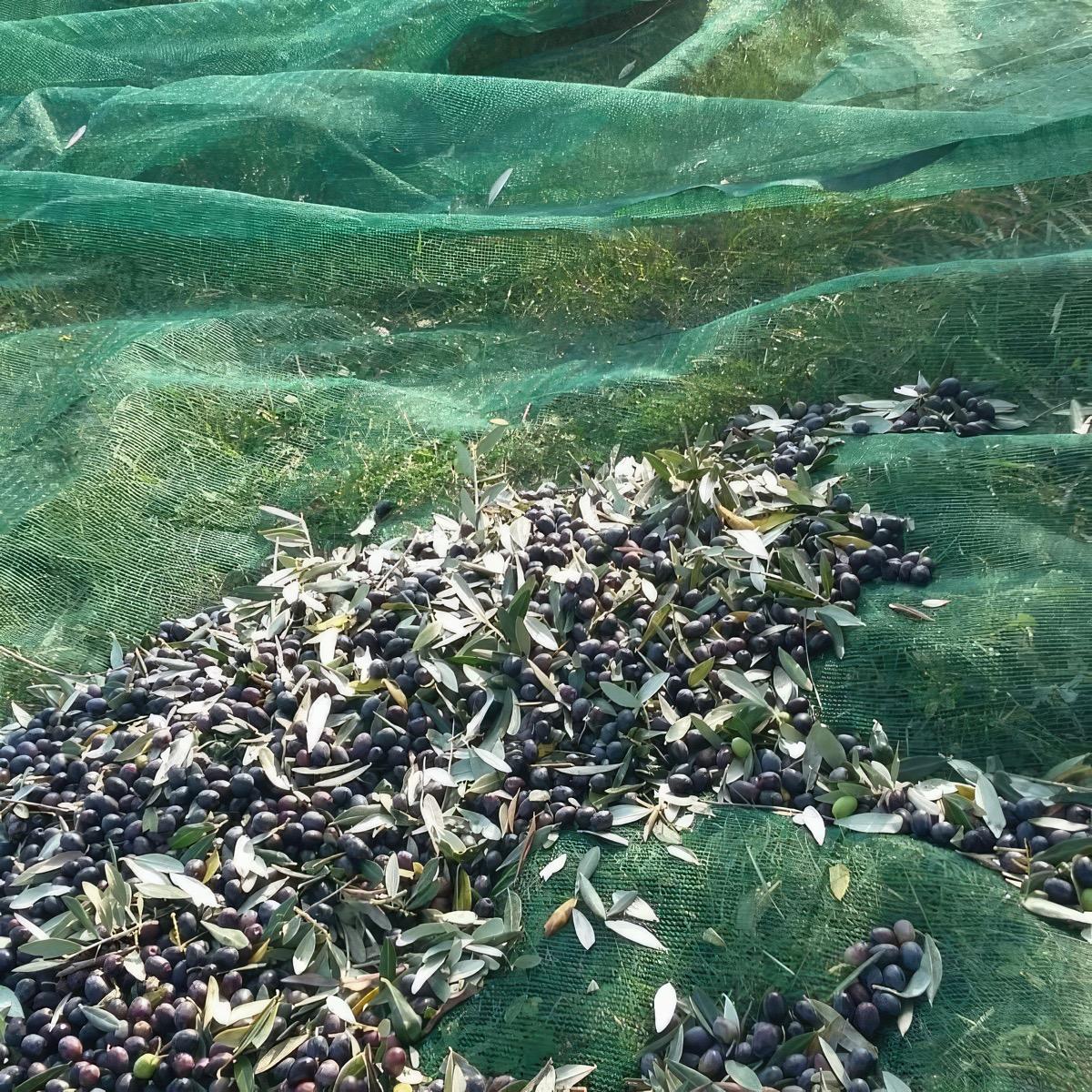 raccolta delle olive