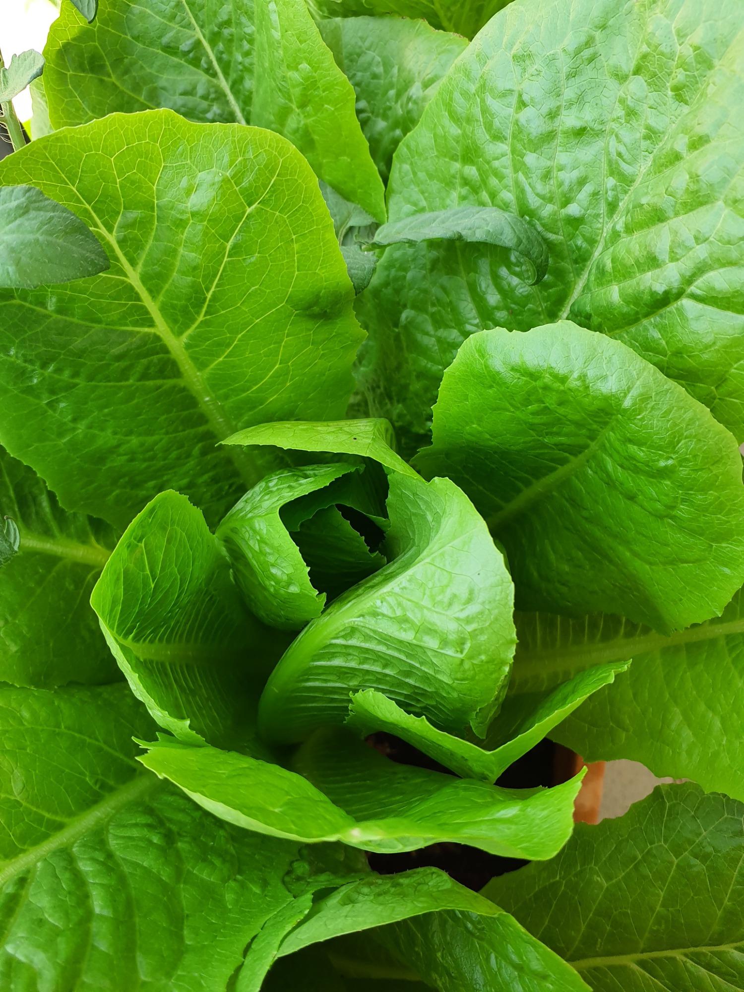 Spazio Verde Orto Pensile