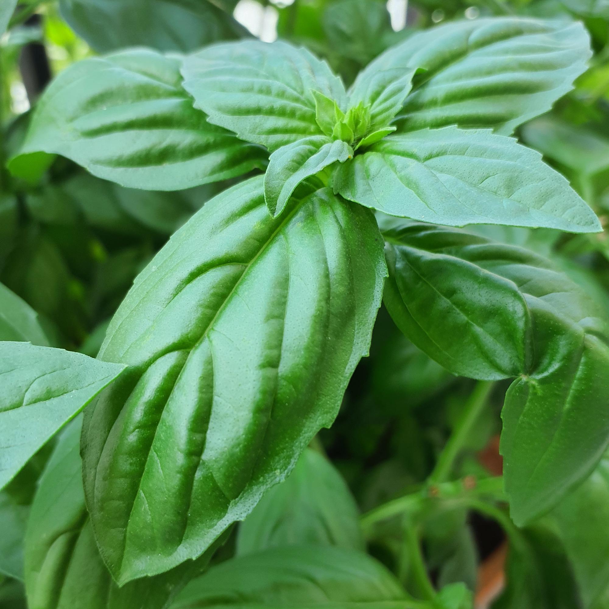 Spazio Verde Orto Pensile