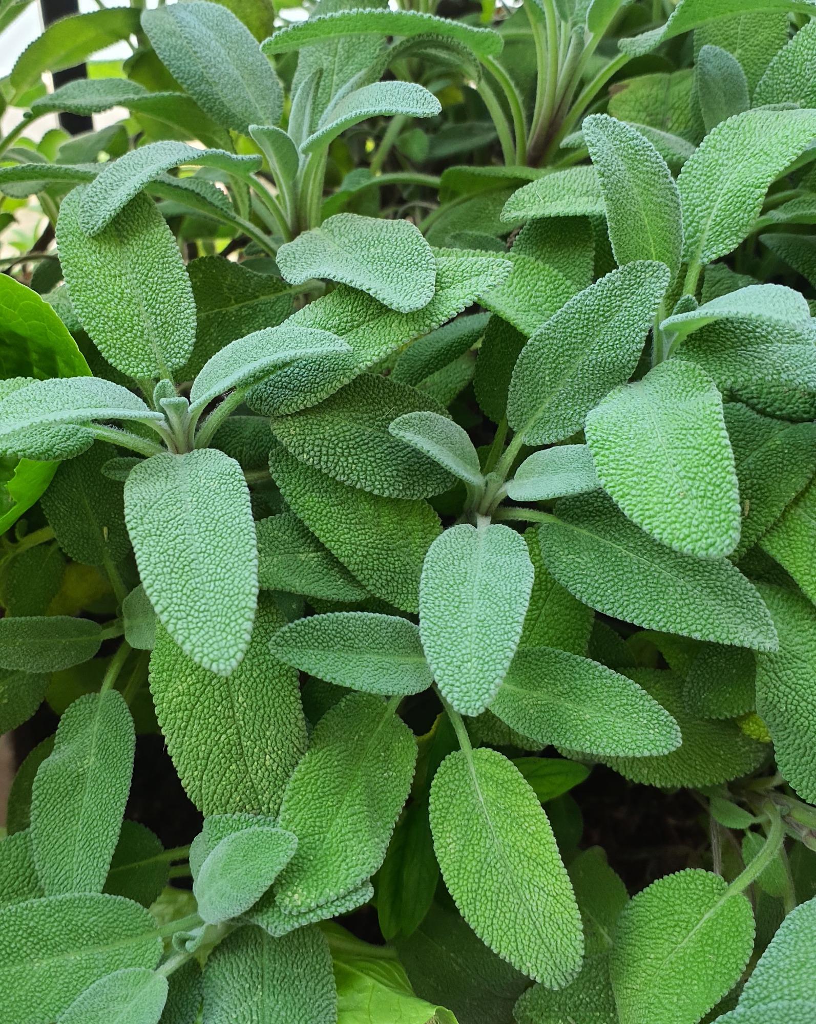 Spazio Verde Orto Pensile