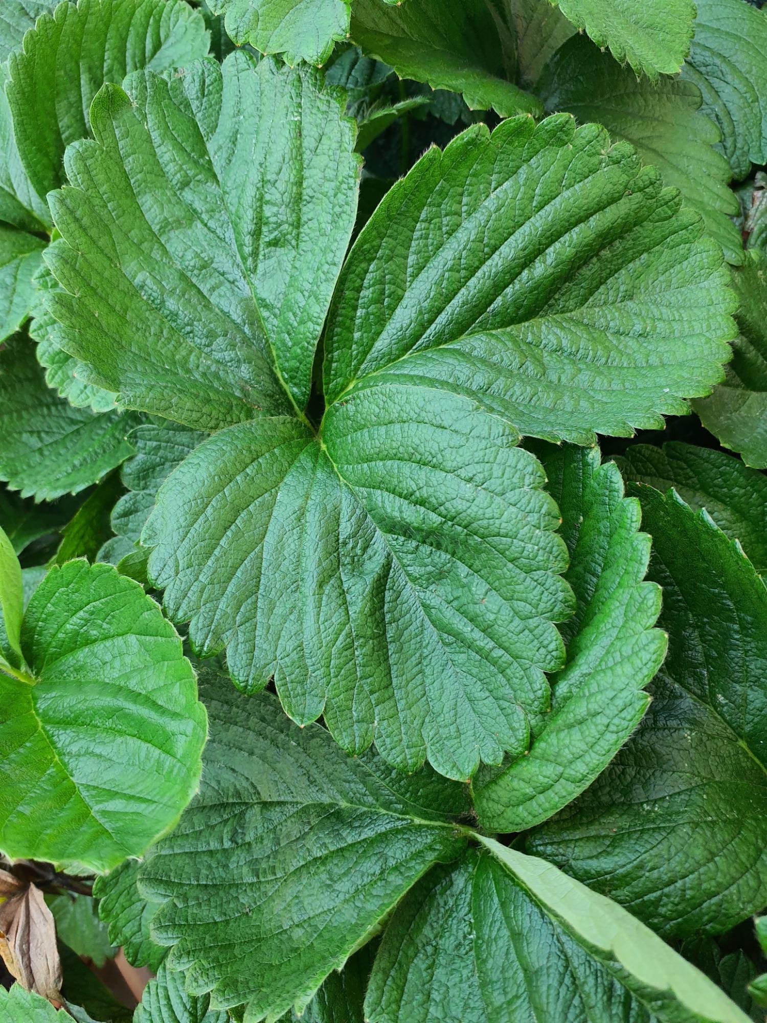 Spazio Verde Orto Pensile