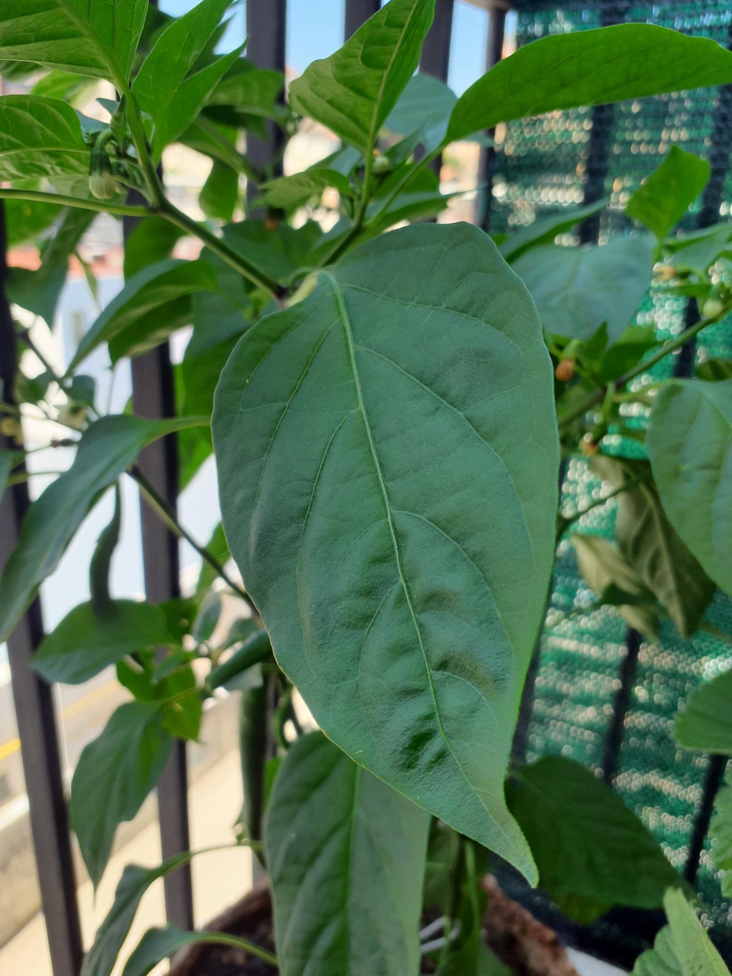 Spazio Verde Orto Pensile