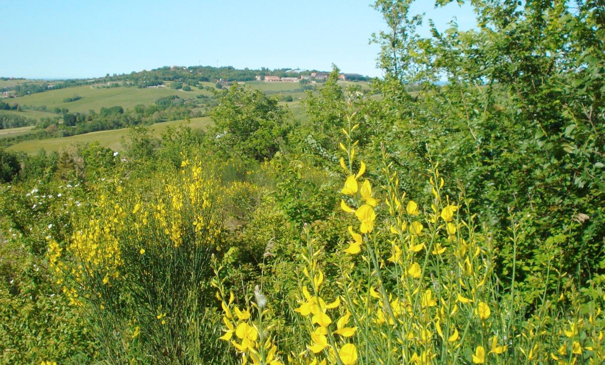 sentiero delle ginestre