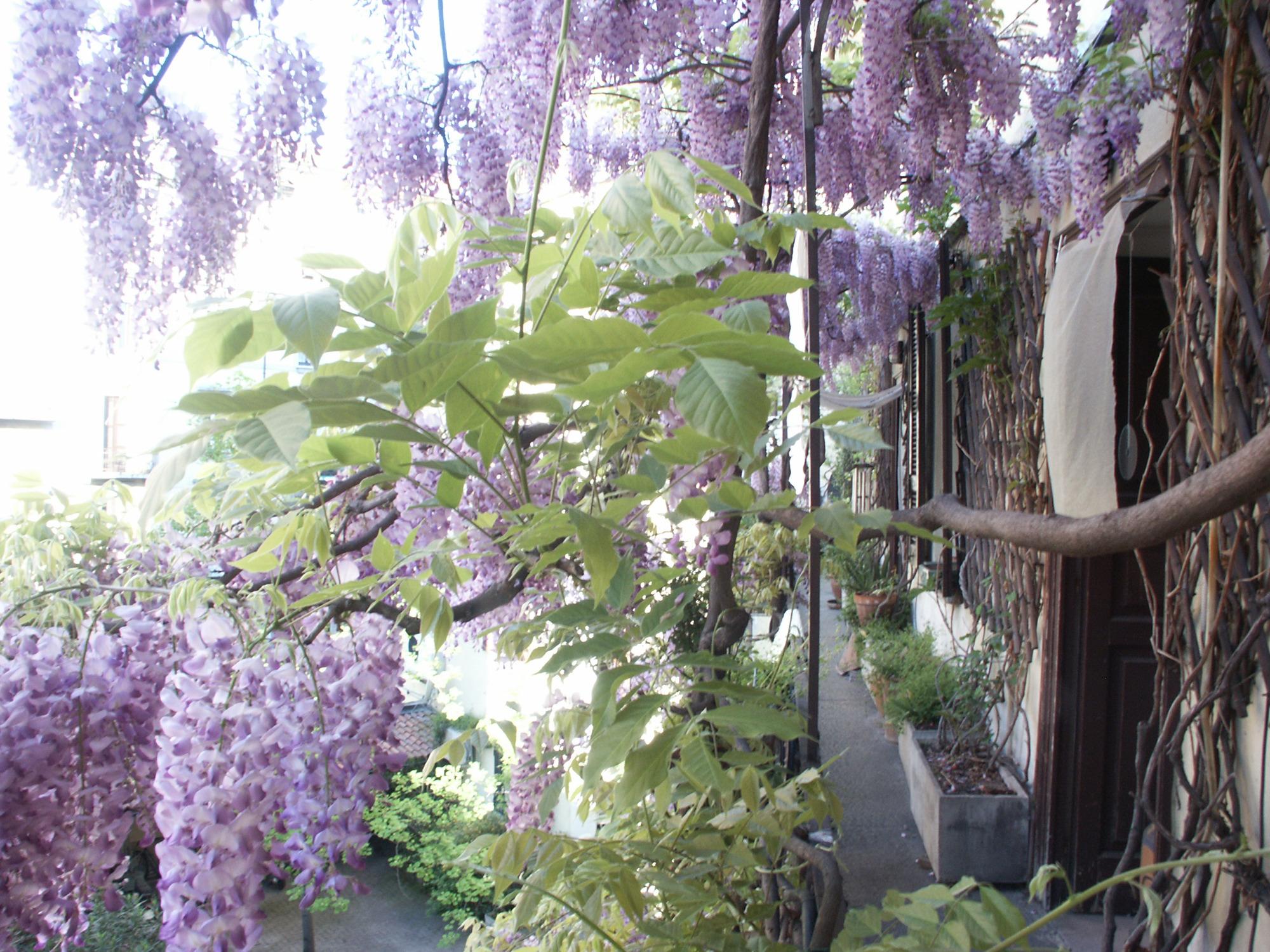 centro città . sembra di essere in campagna.