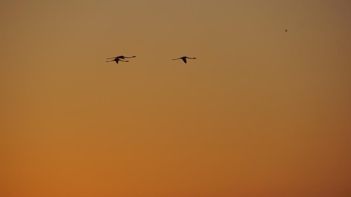 Fenicotteri al tramonto