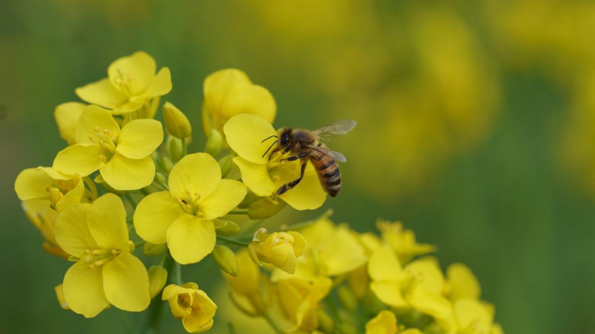 Le mie aiutanti per le varie coltivazioni