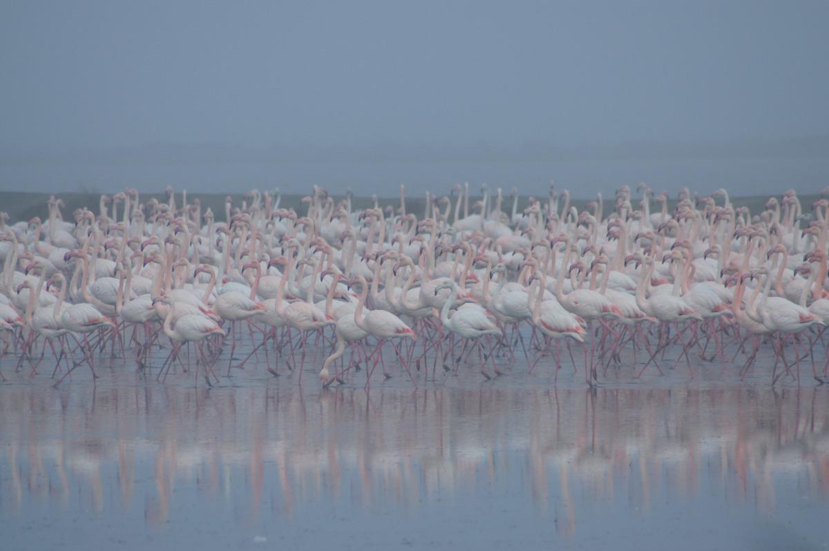 Fenicotteri in Salina a Cervia