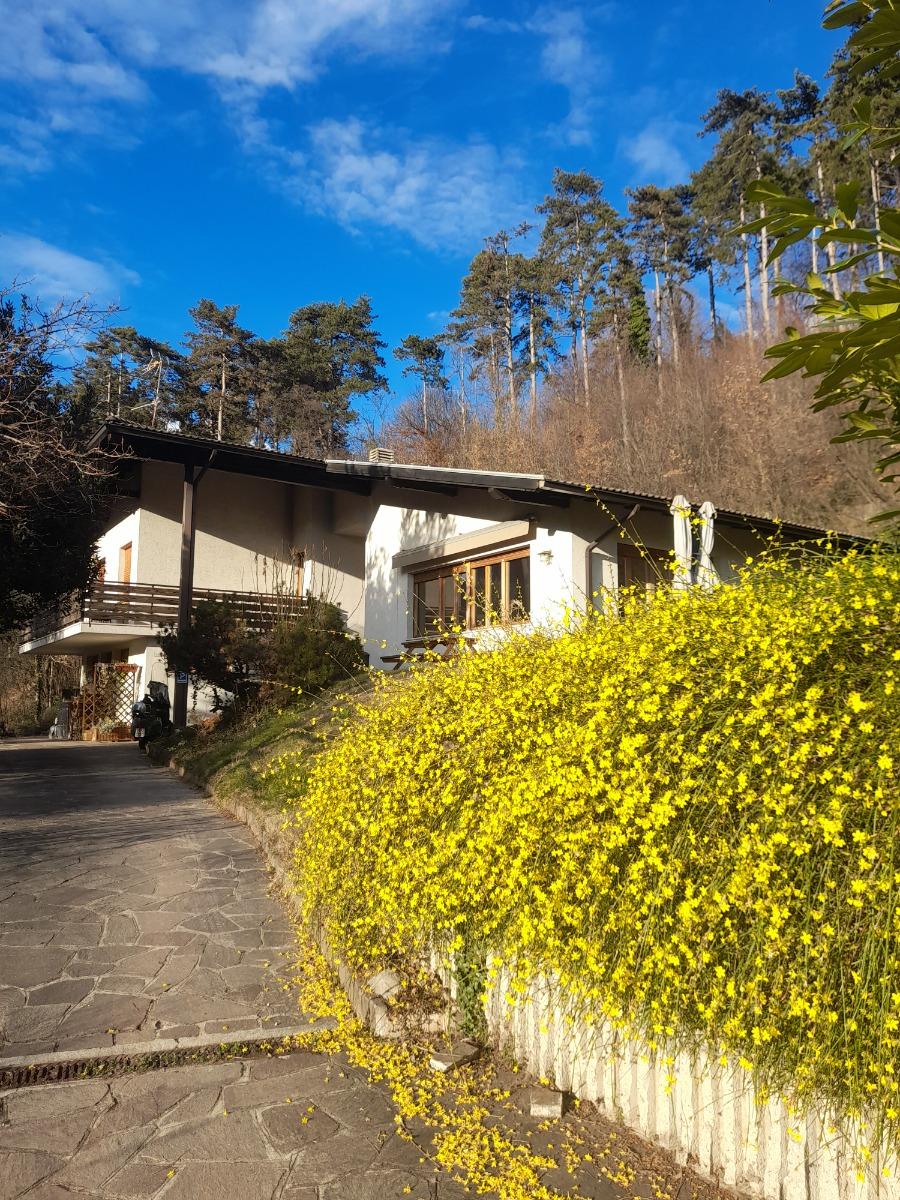 Arriva la primavera!!! ( ... gelsomino giallo)