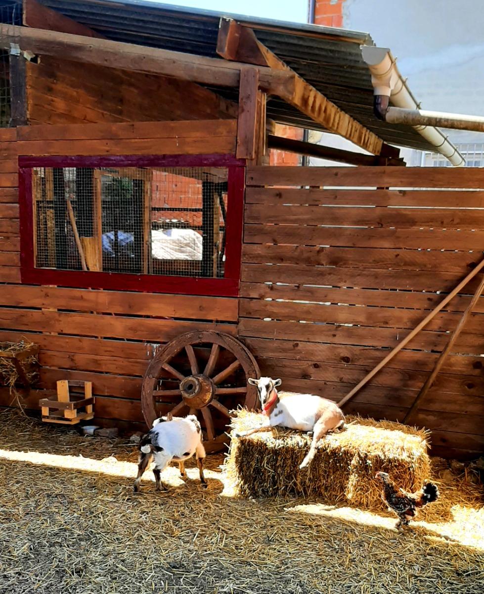 les chevres de la maison