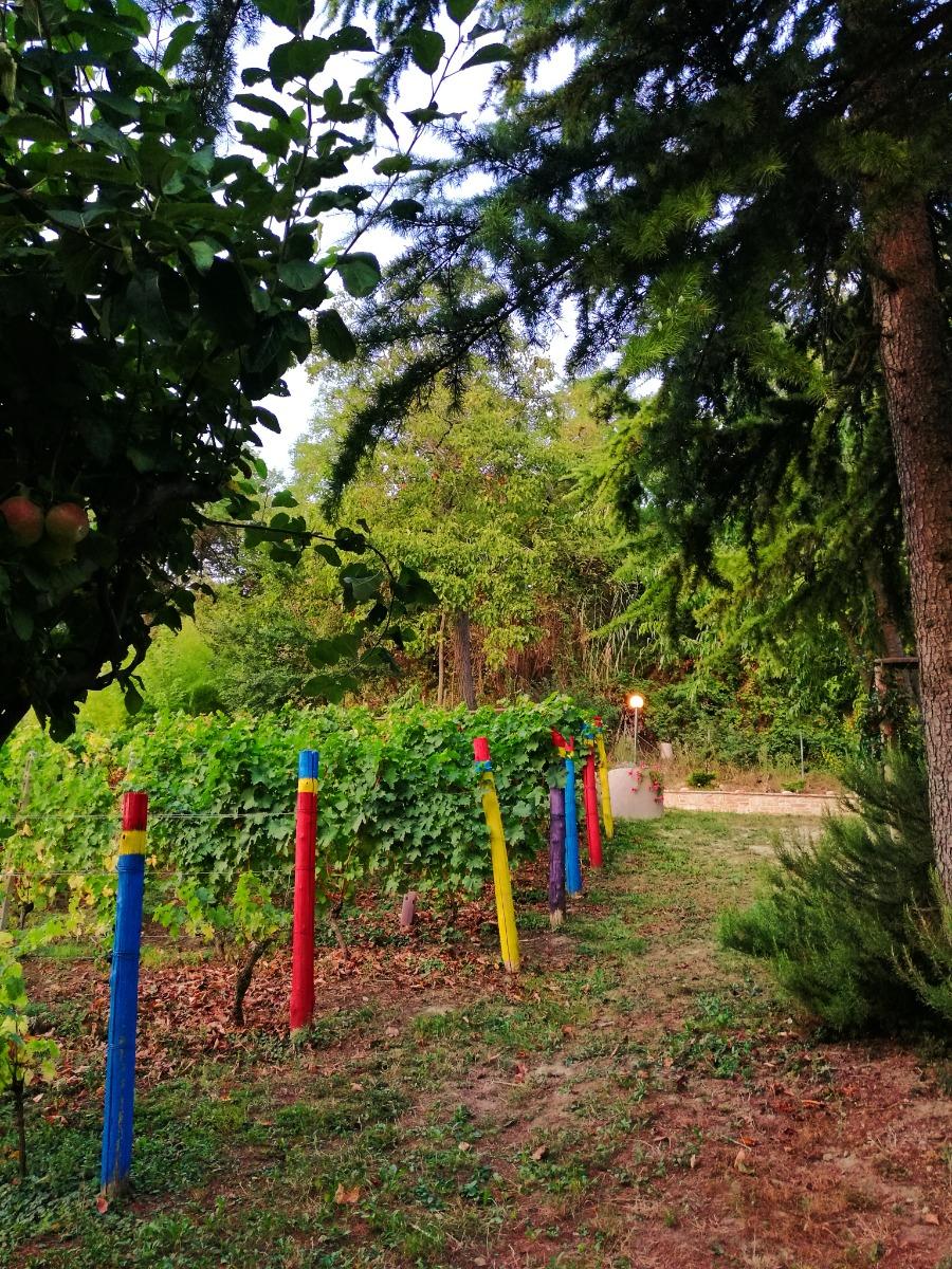 Vigneto accanto casa