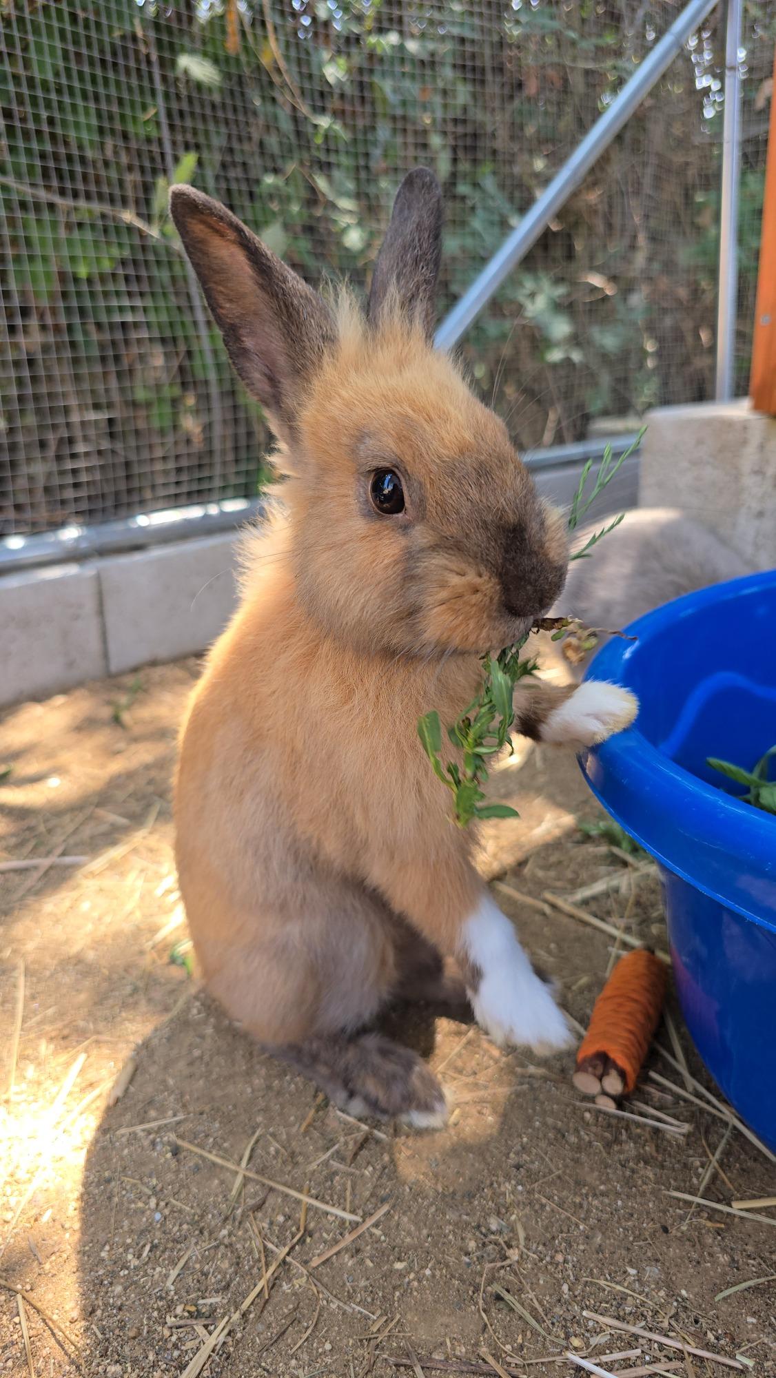 I nostri.coniglietti