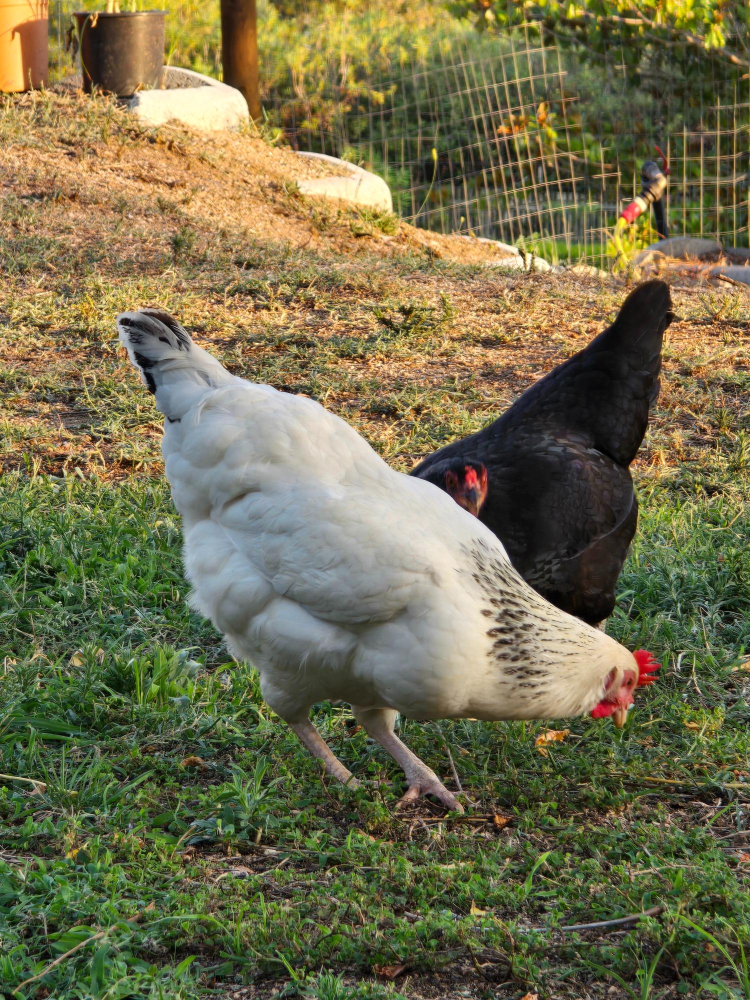 Le nostre gallinelle