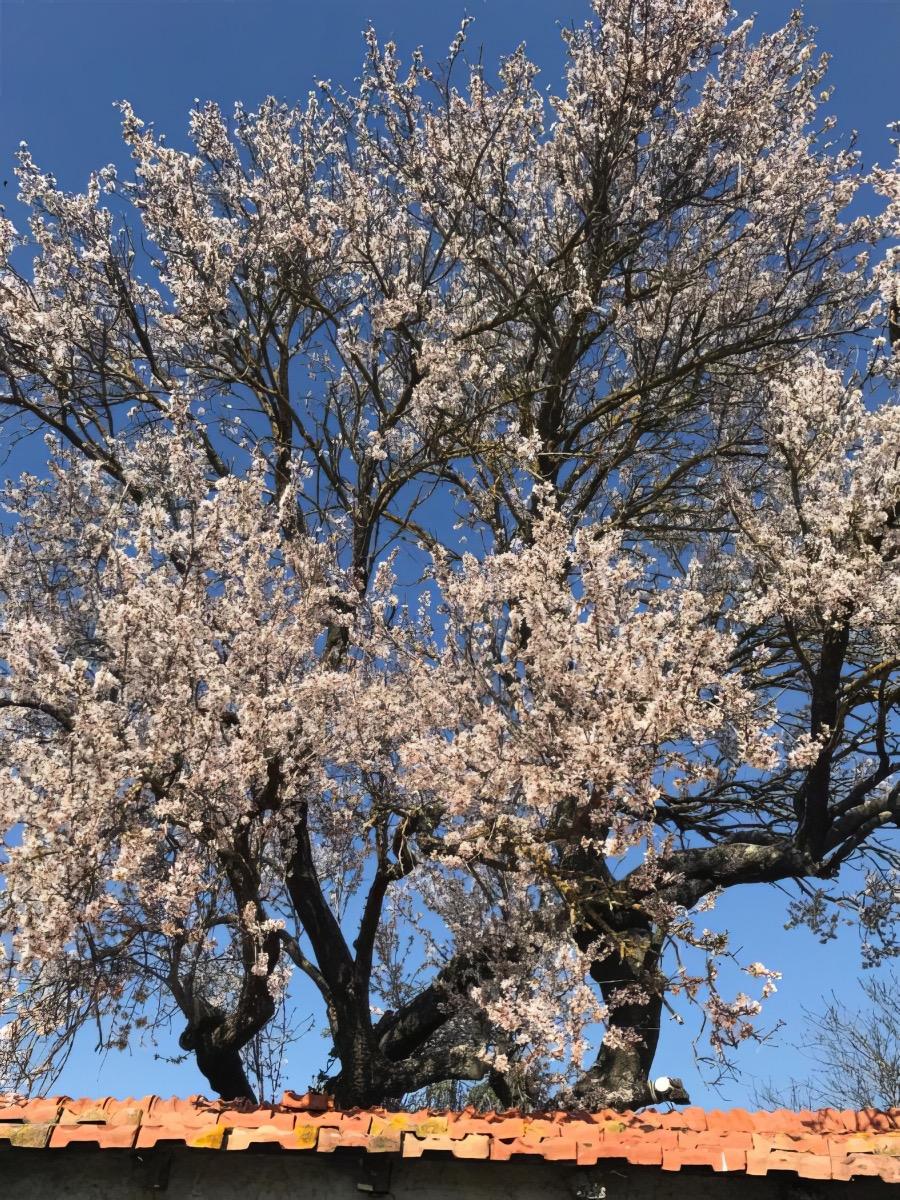 Il Mandorlo in fiore