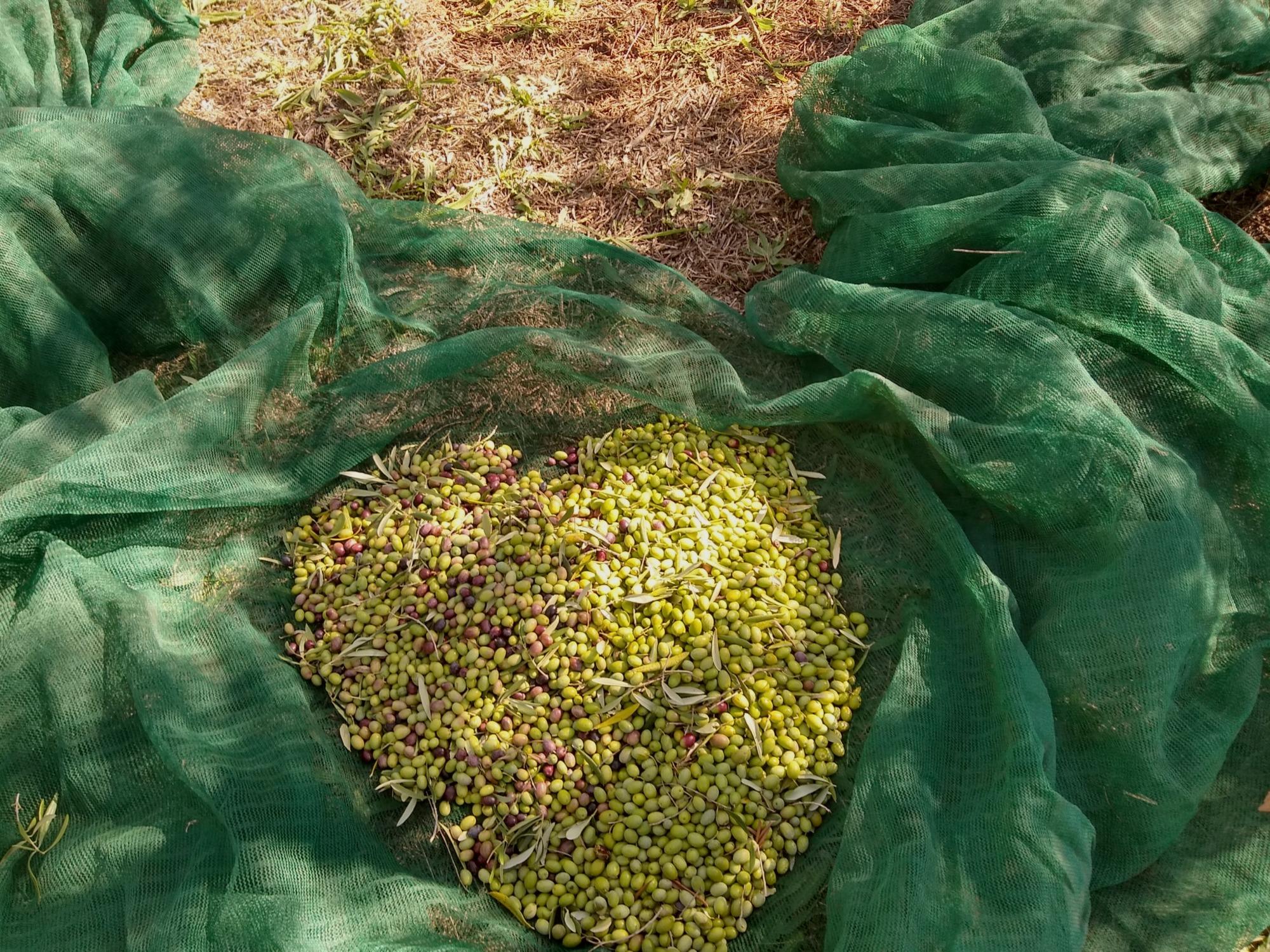 Come in autumn for the olive harvest in our olive grove