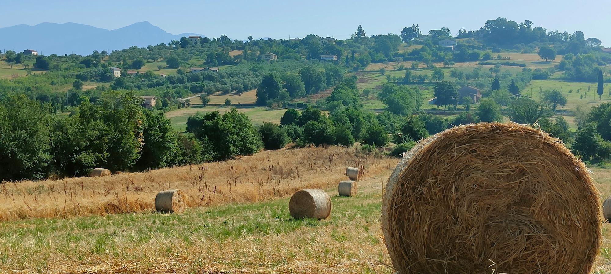 our hill in spring