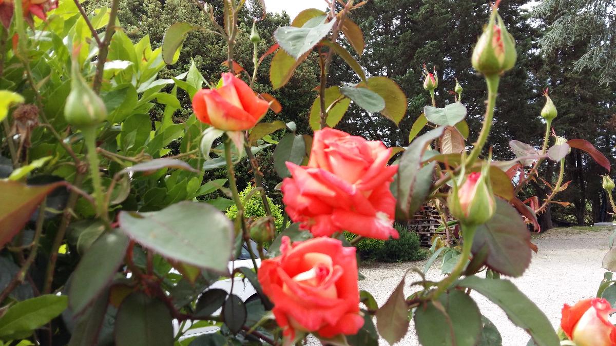 fiori in giardino