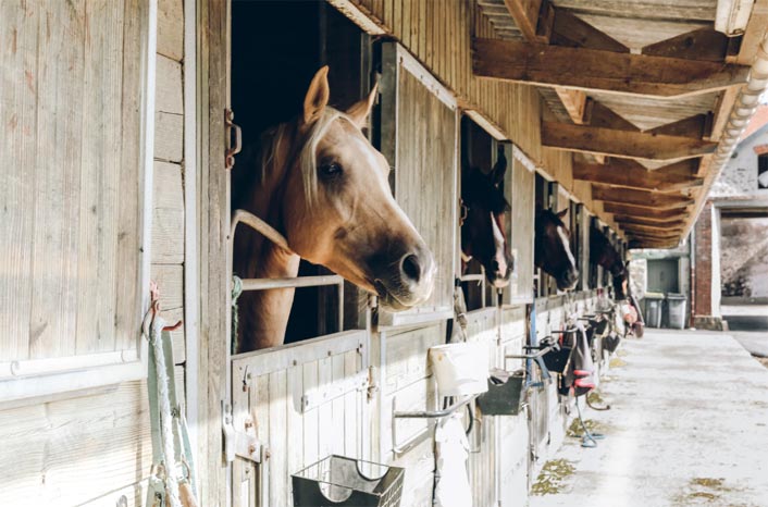 Maneggio  “TORELLO QUARTE HORSES