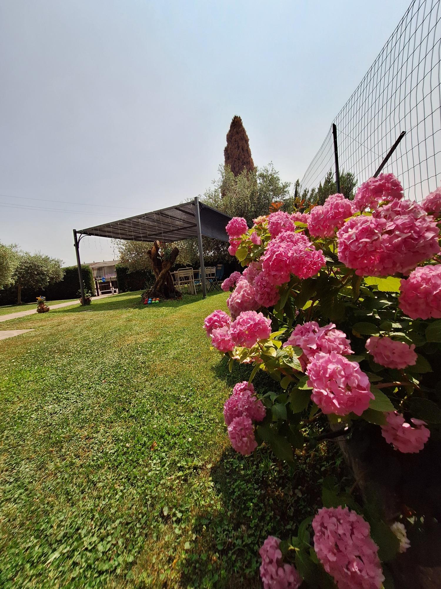 Gazebo in the gardden