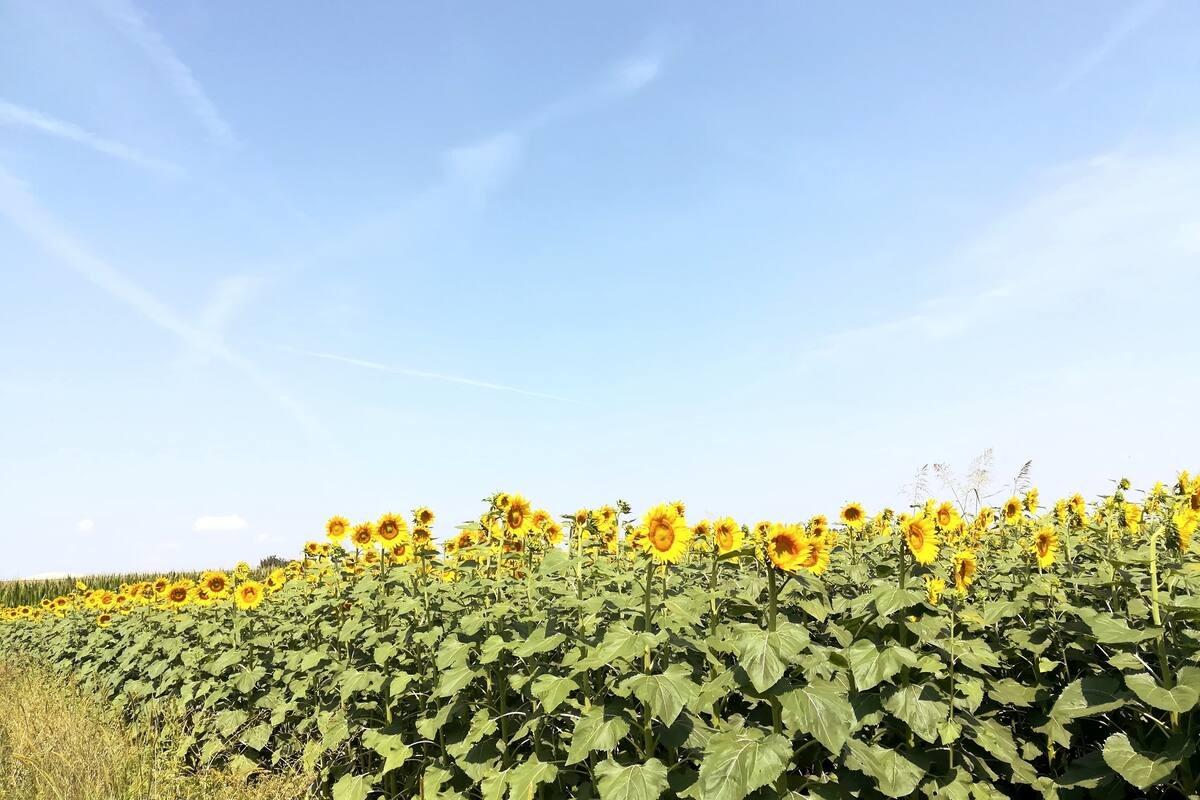Campo di girasoli_nelle vicinanze