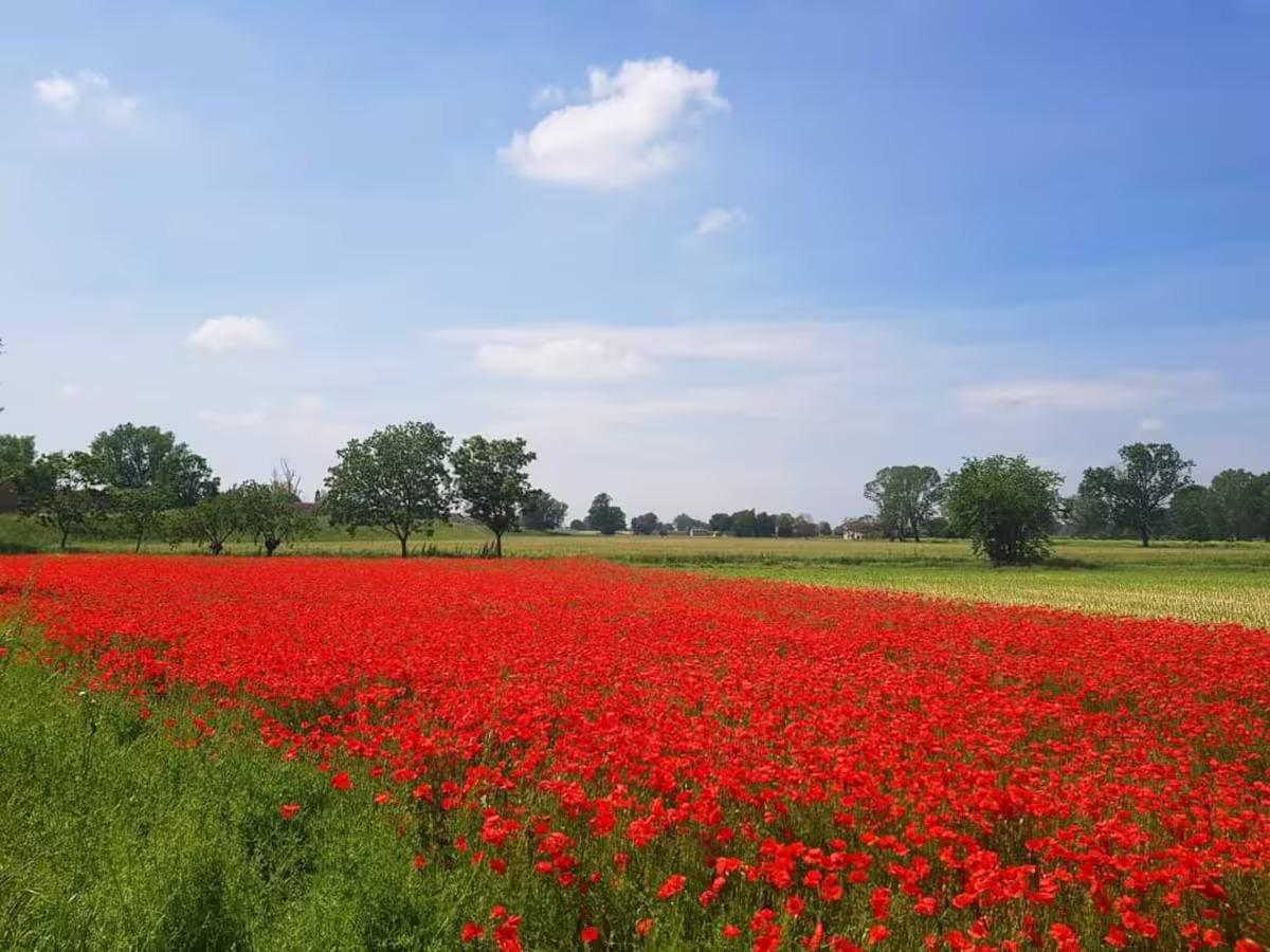 Campo di papaveri_nelle vicinanze