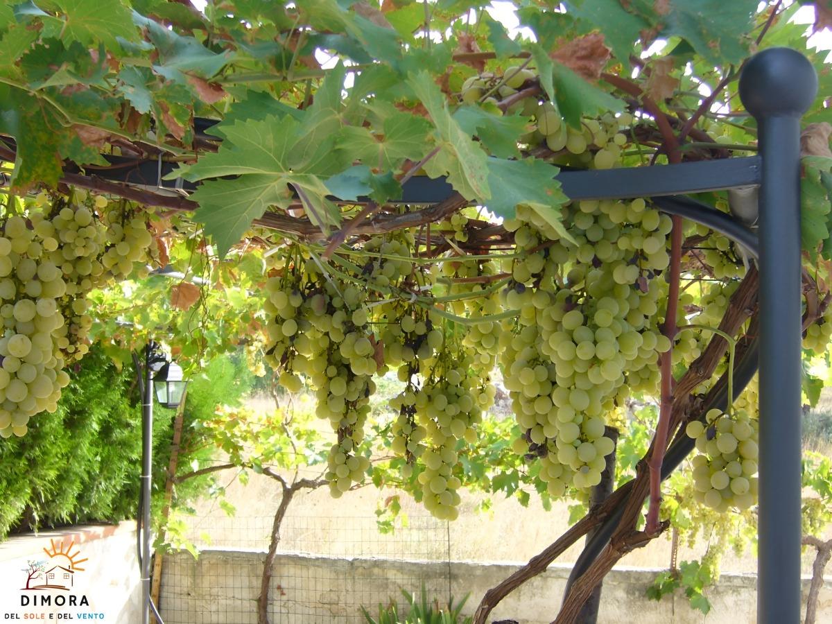pergolato uva