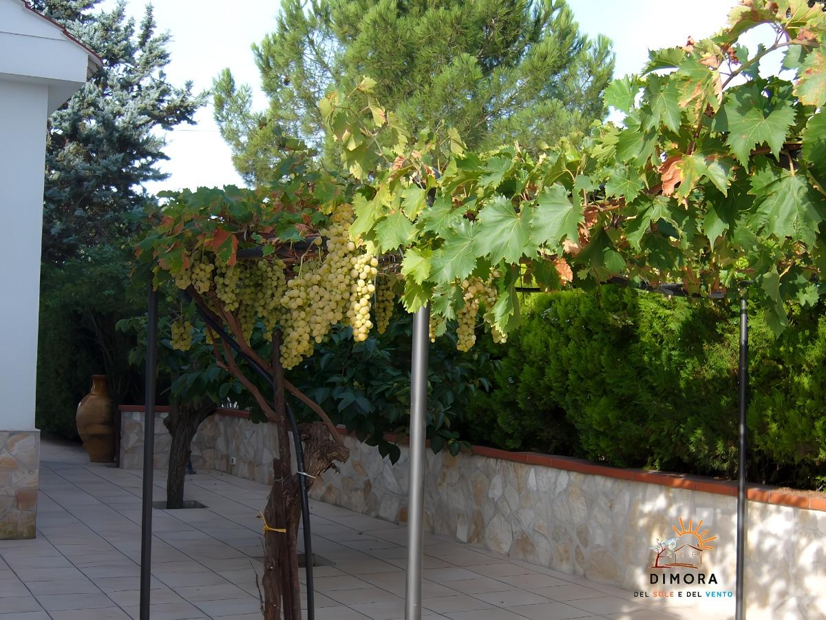 pergolato uva