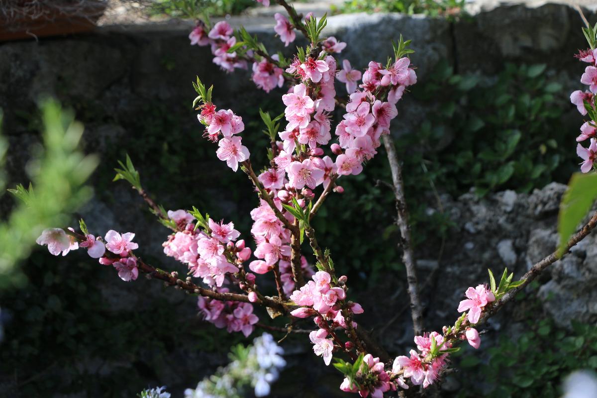 La nostro piccolo pesco in fiore