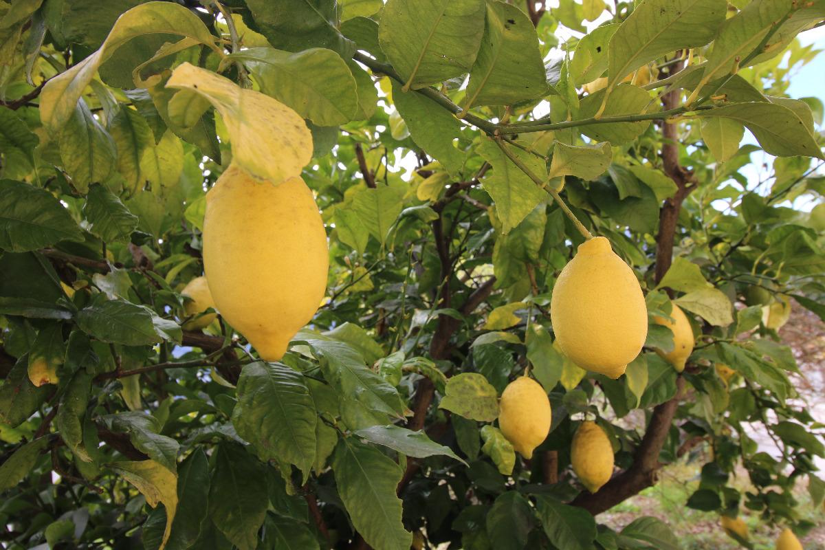 Il nostro albero di limone