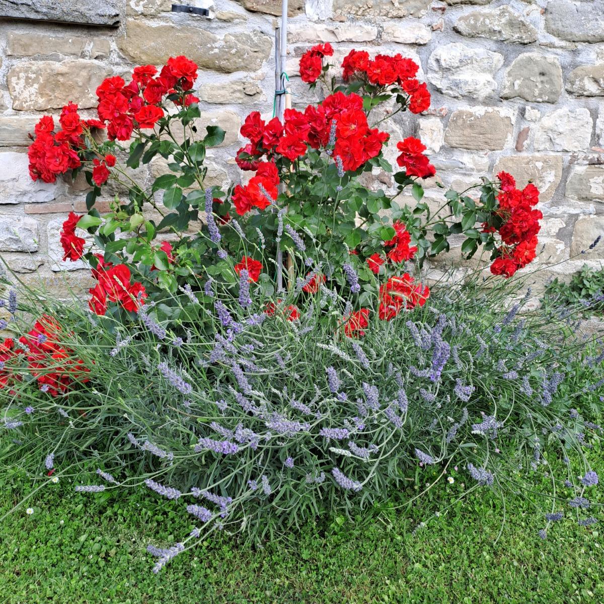 Beauty rose e lavande