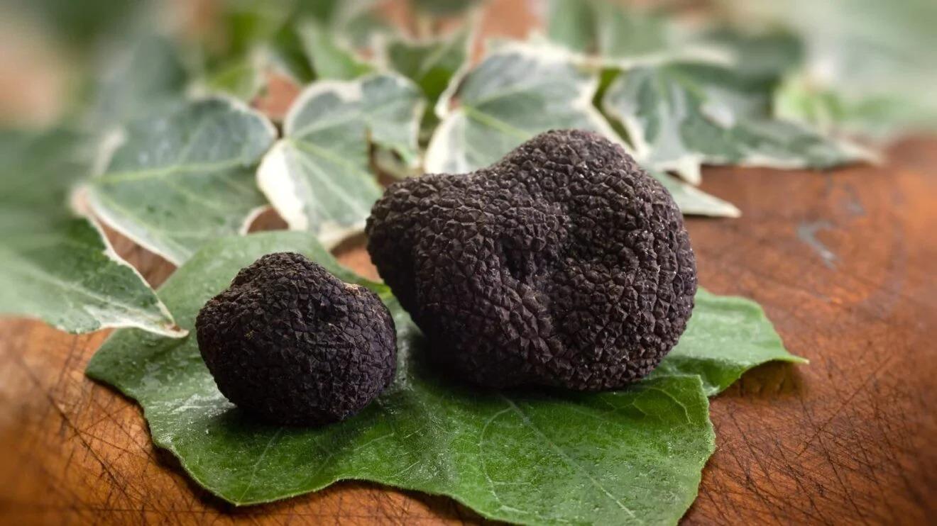 Tartufo Nero di Bagnoli