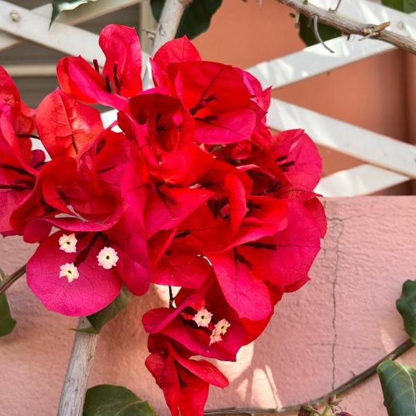 bougainvillea home - ospedale policlinico monserrato