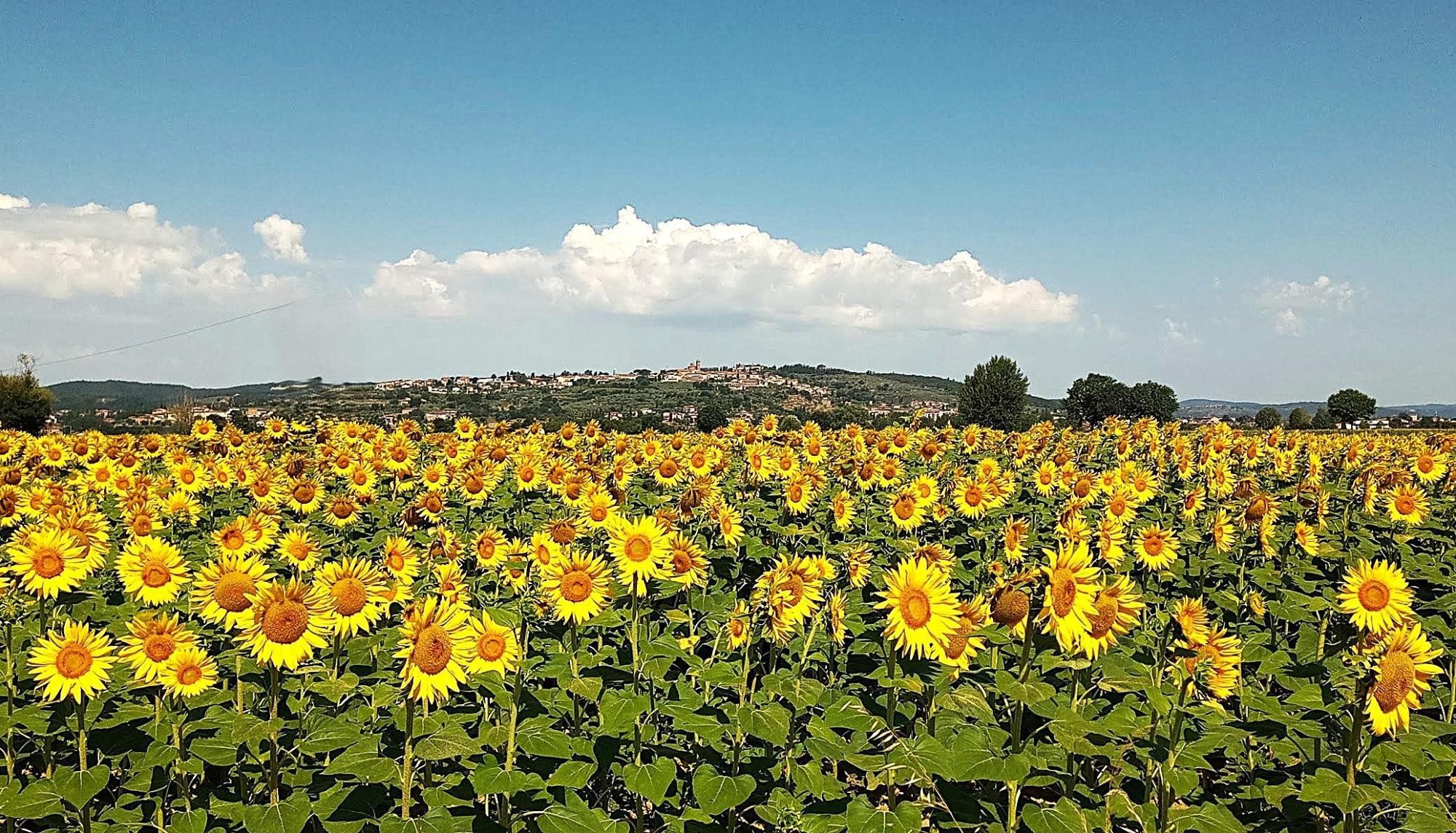 Val di Chiana dintorni di casa