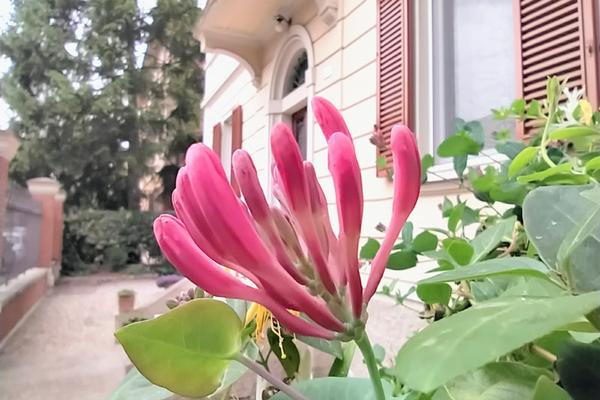 B&B Il Gelsomino di Nonna