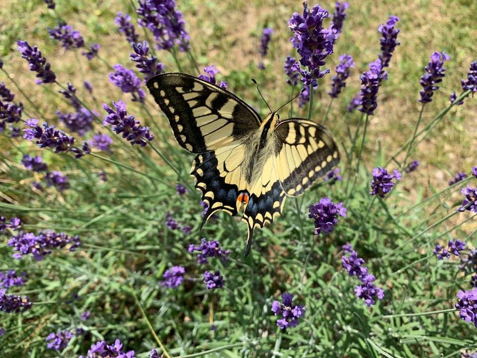 MACAONE SULLA LAVANDA